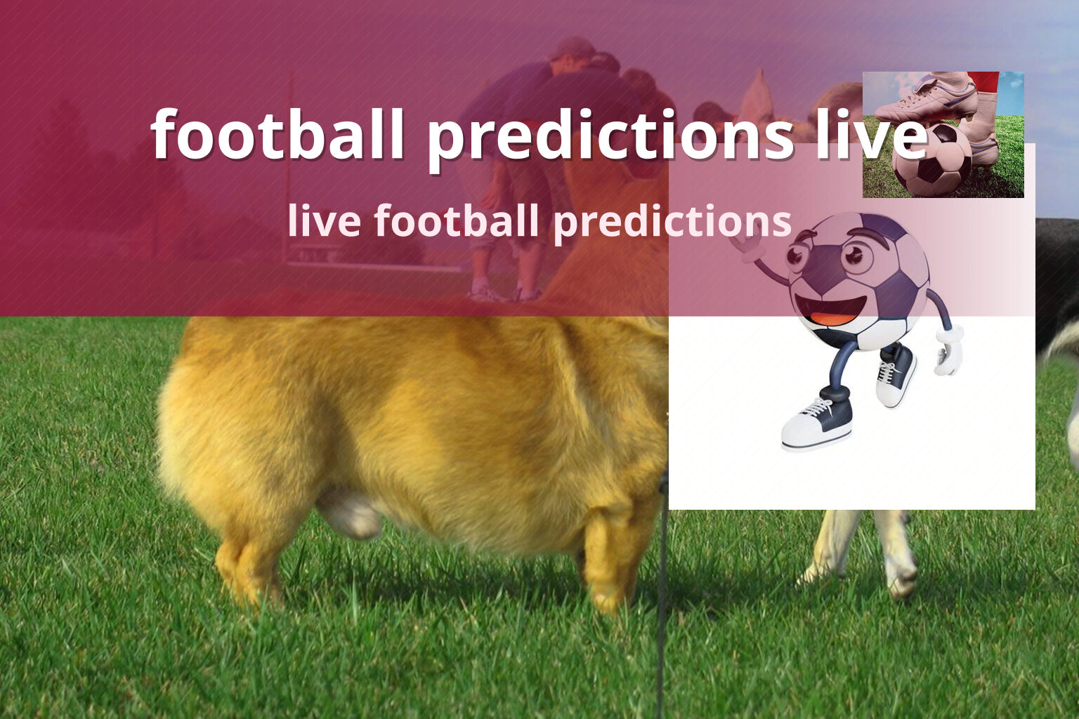 football predictions live live football predictions