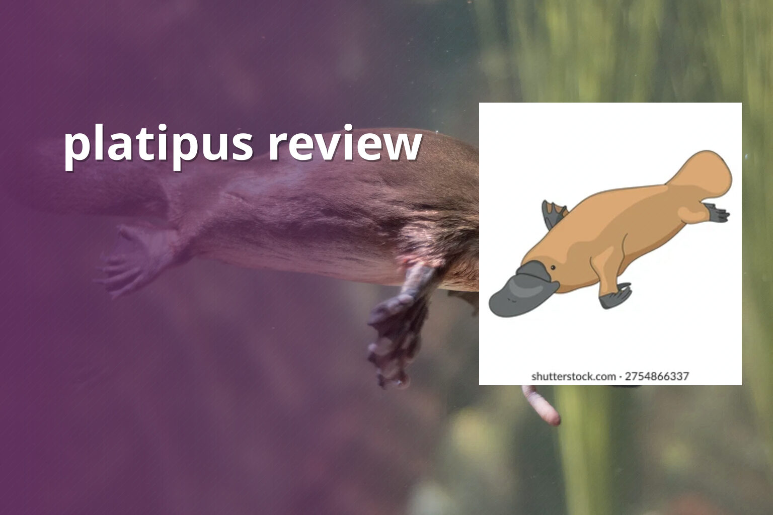platipus review - gaming_brand